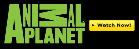 Animal Planet