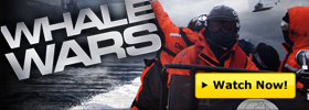 Whale Wars