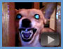 Cool New Videos