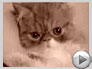 Cool New Videos