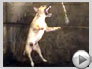 Cool New Videos