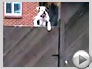 Cool New Videos