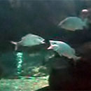 kissing fish