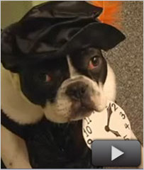Canine Theater: Reality TV