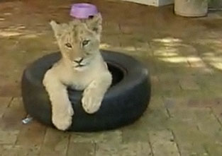 Family Lives with Lions
