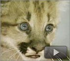3 Tiny Pumas