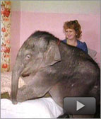 Elephant Lives With Family