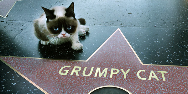 Watch the Trailer For the Grumpy Cat Christmas Movie